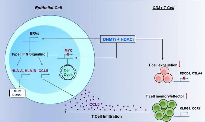 《细胞》杂志:2种药物联合疗法可能会增强肺癌患者对免疫疗法的反应