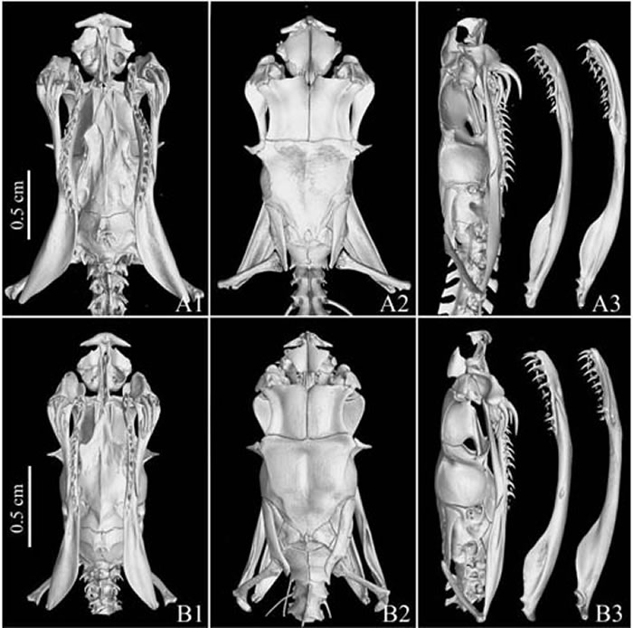 新种红斑高山蝮的头骨CT三维重建模型(侯叶茂 供图)