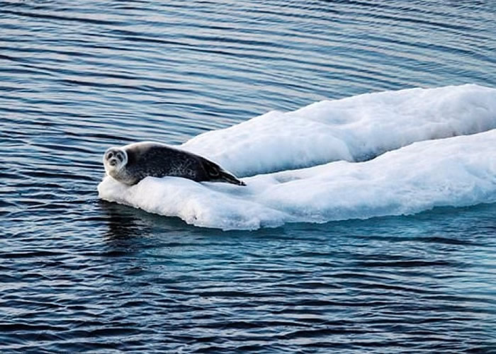 全球暖化令北极冰层融化。
