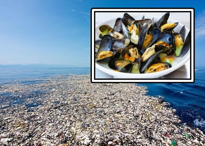 海洋污染愈趋严重,研究指甲壳类动物较易摄取塑胶,人类食用后会间接吞下胶粒。