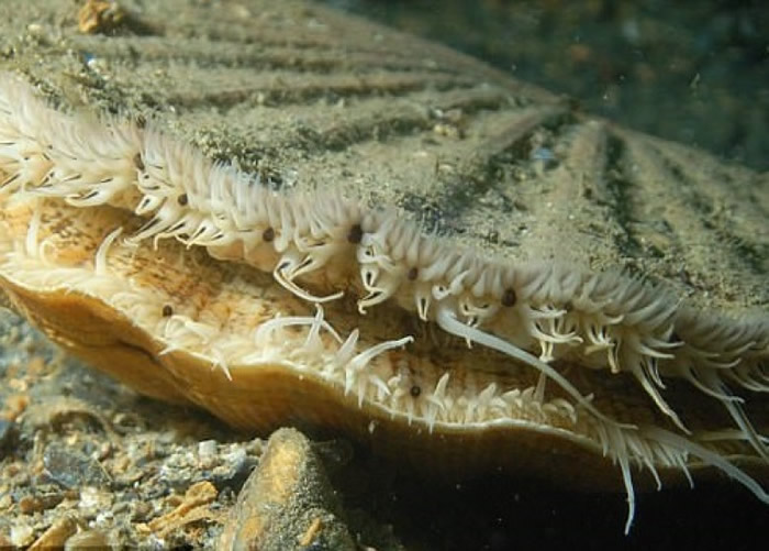 扇贝拥有超强的视力。