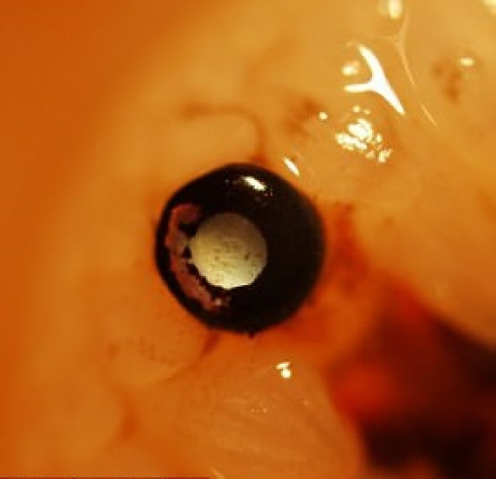 图为扇贝眼睛的放大图。