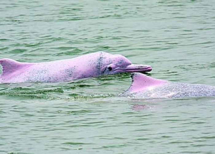随着海洋生态改善,白海豚再次出现在汕头湾海域。(资料图片)