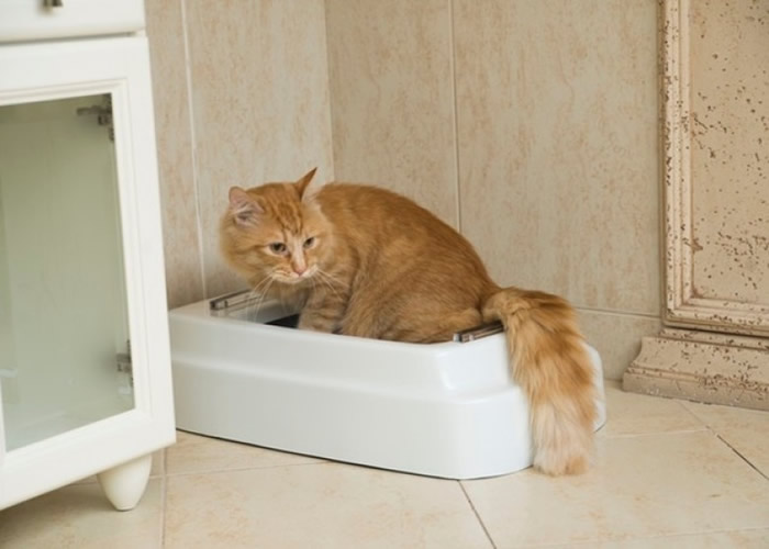 美国佛罗里达州公司推出专为猫咪而设的自动清洗砂便盘