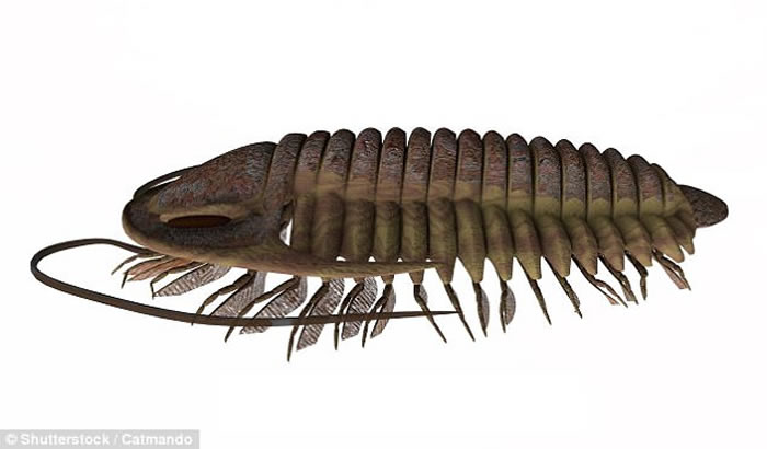 欧洲科学家在5.3亿年历史的三叶虫化石上发现最古老的眼睛