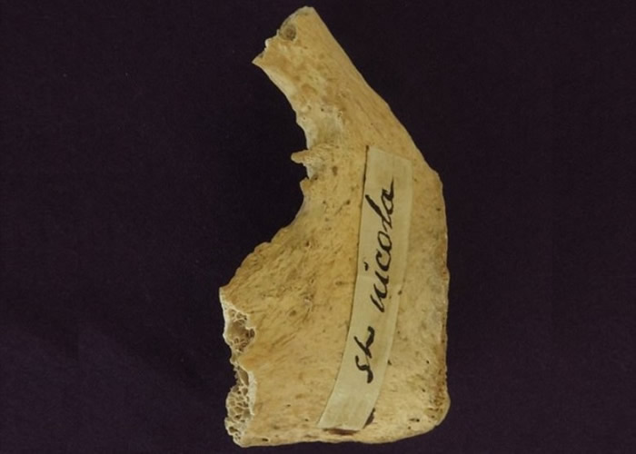 遗骨刚好与圣尼古拉斯的死亡时间相符合。