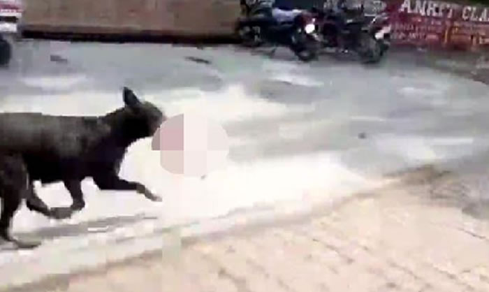 ӡ����������Ӥ�����˹����� ����ι����