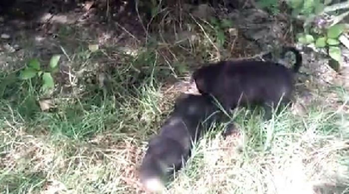 ӡ����������Ӥ�����˹����� ����ι����