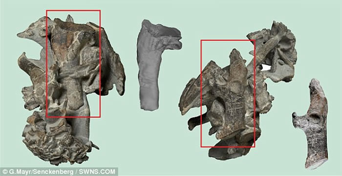 ����������6000����ǰ������컯ʯ ��������߶�