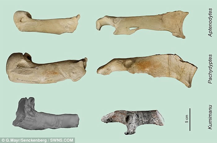 ����������6000����ǰ������컯ʯ ��������߶�