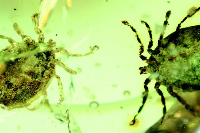 9900ǰѼ껯ʯз ѪҺ