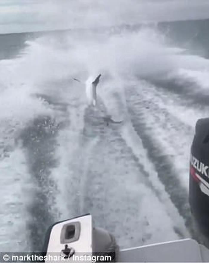 美国佛州3名男子开船拖着鲨鱼上下翻滚超开心 被控以虐待动物起诉