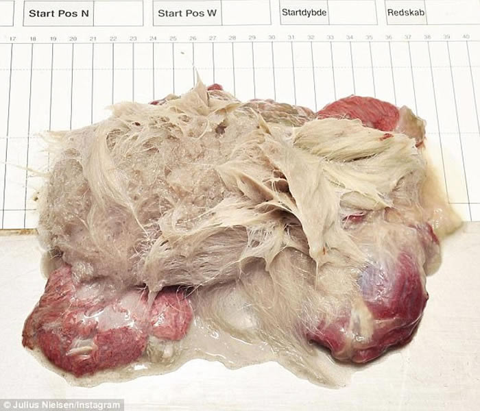 ��ͷ����������û����ʳ��Ϊ���������������﷢�֣�����Ϊ��ʳ�⣬����ѱ¹�������ܼ��������塣