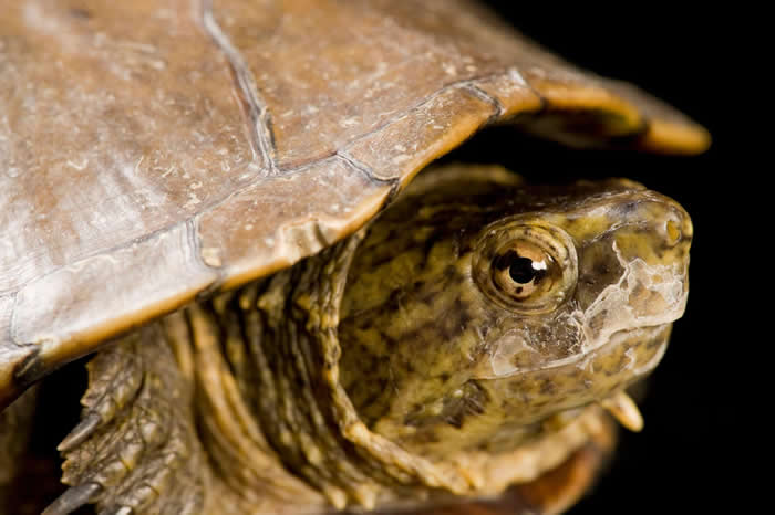 凤凰城动物园的一只索诺拉动胸龟(Kinosternon sonoriense longifemorale)。 PHOTOGRAPH BY JOEL SARTOR