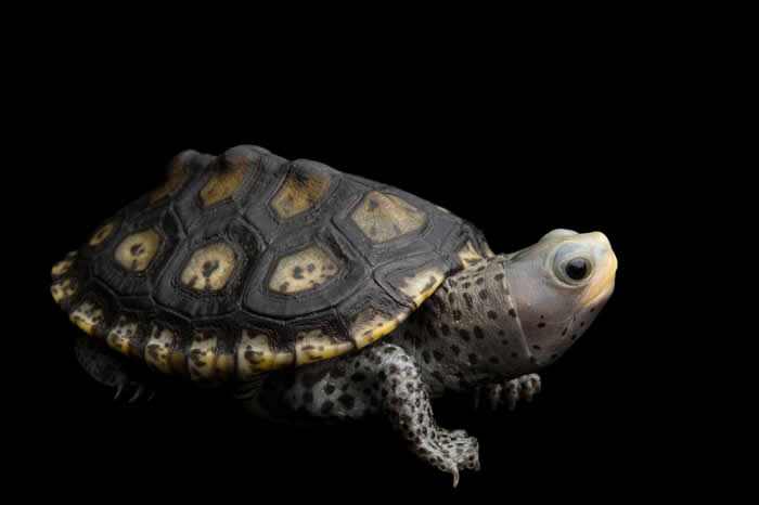 一只幼年华丽钻纹龟(Malaclemys terrapin macrospilota)。 PHOTOGRAPH BY JOEL SARTORE, NATIONA