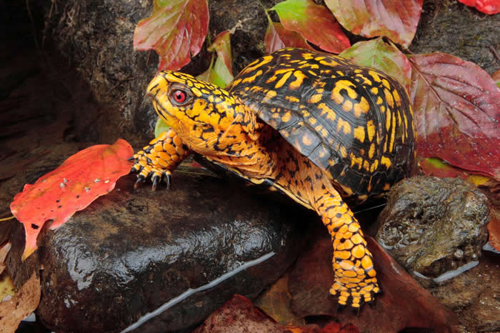 一只东部箱龟(Terrapene carolina carolina)爬过秋天落叶。 PHOTOGRAPH BY GEORGE GRALL, NATIONAL