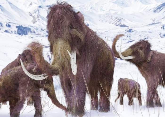 团队证实化石来自长毛象。