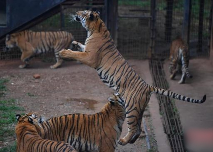 东北虎属国家重点保护野生动物之一。