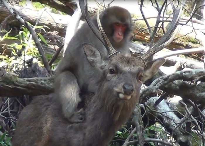 研究人员观察到箕面市的野生雌猴骑在雄鹿背上磨下体。