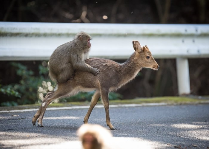 有动物学家曾拍摄到雄性猕猴骑在雌性梅花鹿背上做出交配动作。