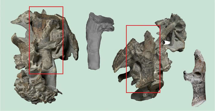 古新世的碧丝巨鸟企鹅(Kumimanu biceae)经过部分整理的骨骼。图中长方形标出肱骨和肩带的其中一块骨头(鸟喙骨),这些骨头从原始骨堆中分离出来展示。