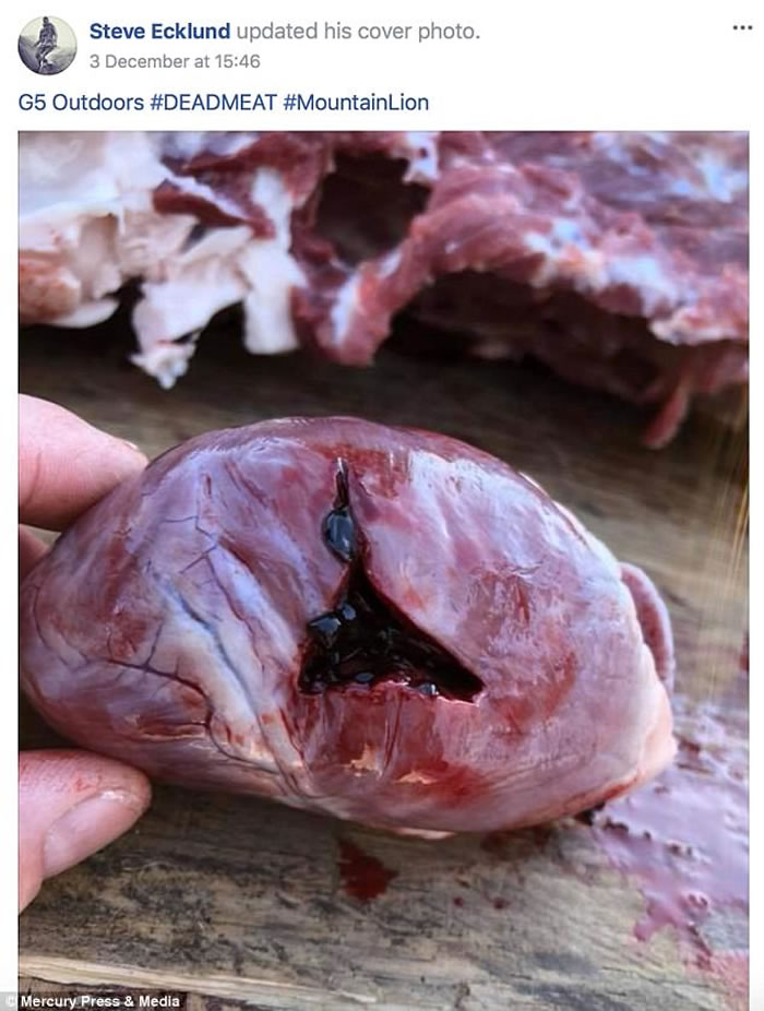 ���ô�֪�������Ŀ������Steve Ecklund��ɱ����ʨ�����⡱�������� ��������ʿ̢��