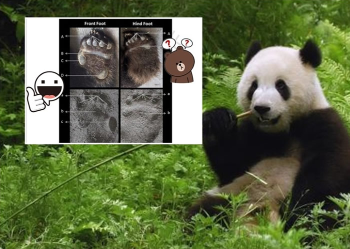 “足迹识别法”鉴别大熊猫体征准确率达九成。