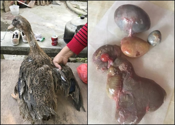 ��С�����������ĸѼ���ڣ��õ���5�������ǡ�Ѽ���������