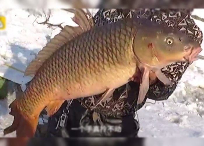 鲤鱼王的身长足足等于半个人的身高。