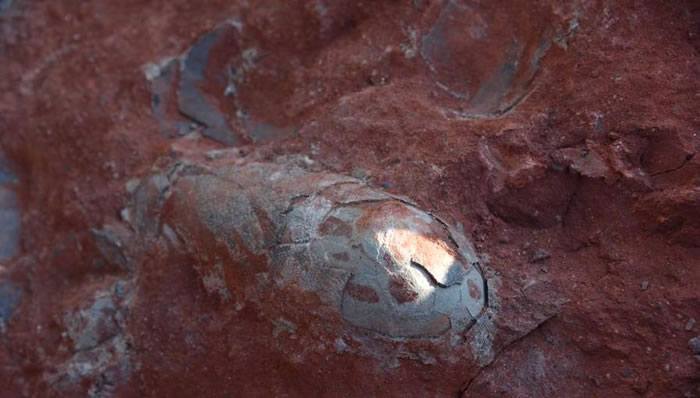 江西省大余县一工地发现20余枚1.3亿年前的恐龙蛋化石