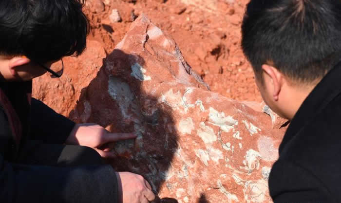 江西省大余县一工地发现20余枚1.3亿年前的恐龙蛋化石