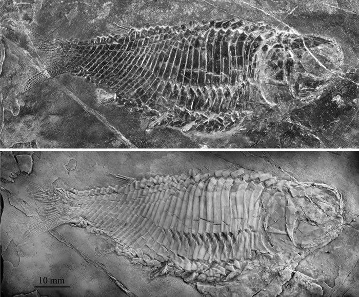 霸王肋鳞鱼正型标本(徐光辉供图)