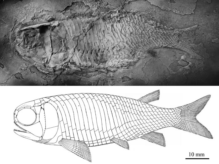 霸王肋鳞鱼副型标本和复原图(徐光辉供图)