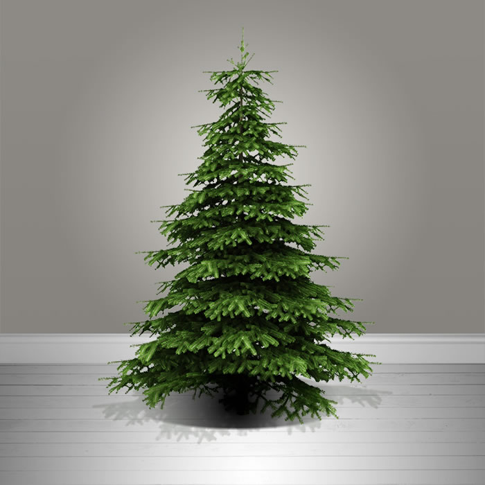 圣诞树从何而来?东欧国家乔治亚的高加索冷杉