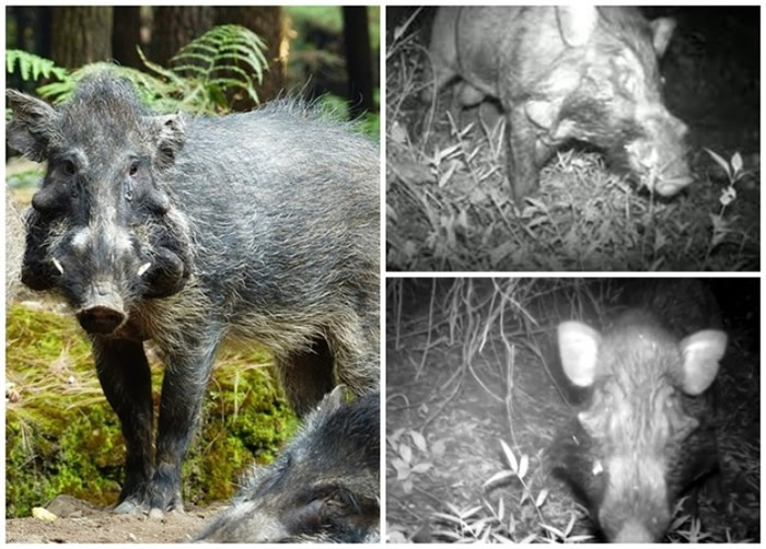 研究人员拍摄到爪哇疣猪踪影(右上下图)。