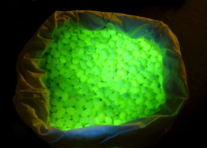 群马县培养基因改造的蚕虫,可以吐出绿色萤光丝。