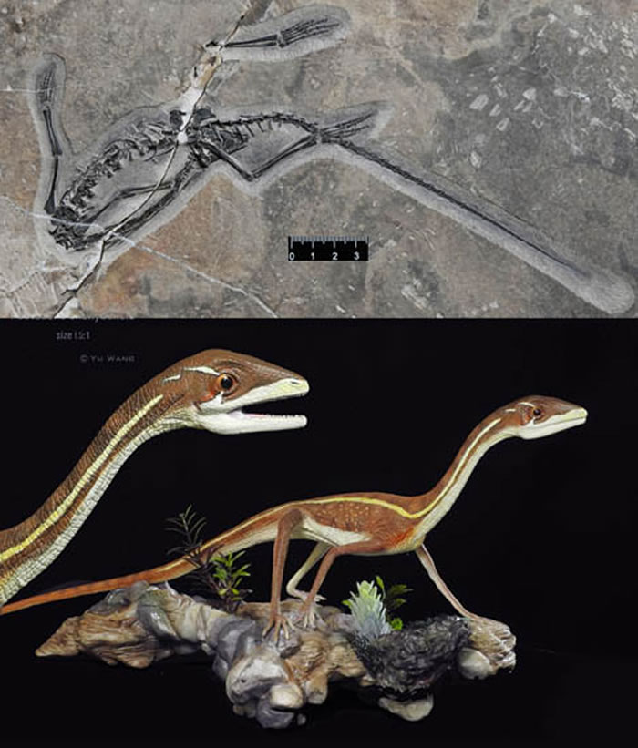 振宇梳齿龙(Pectodens zhenyuensis ) (李淳 供图)