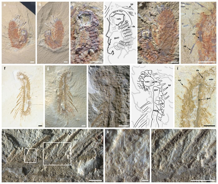 �ν�����Ⱥ�еĳ���������