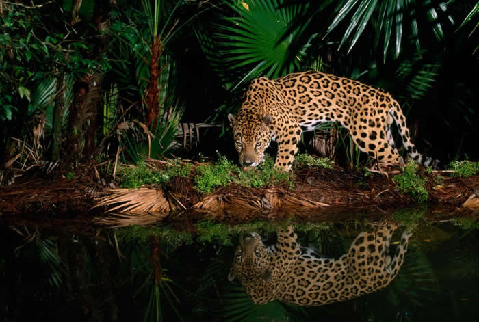 �ڱ���˹����԰��һͷ��Ϊ�����塹�����ޱ�����ˮ�������ߡ� PHOTOGRAPH BY STEVE WINTER, NATIONAL GEOGRAPHIC