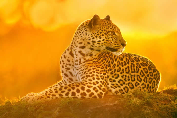 һͷĸ�����ڿ��ǵ������������ұ���������Ϣ�� PHOTOGRAPH BY FRANS LANTING, NATIONAL GEOGRAPHIC CREATIVE