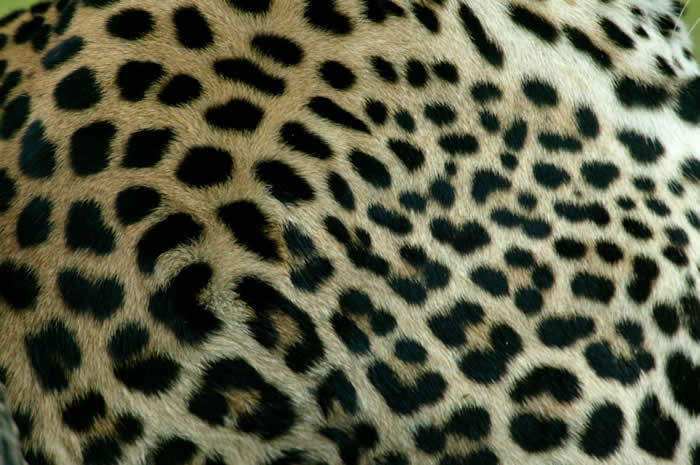 ����Ƥ�ϵ�Ǿޱ�ΰߵ���д�� PHOTOGRAPH BY BEVERLY JOUBERT, NATIONAL GEOGRAPHIC CREATIVE