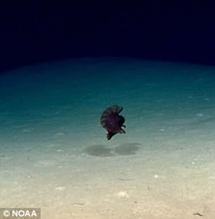 美国NOAA探索墨西哥湾发现“无头”浮游海参