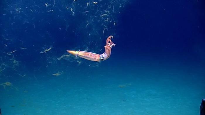 美国NOAA探索墨西哥湾发现“无头”浮游海参