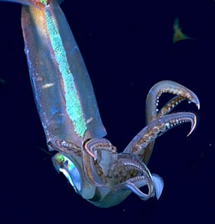 美国NOAA探索墨西哥湾发现“无头”浮游海参