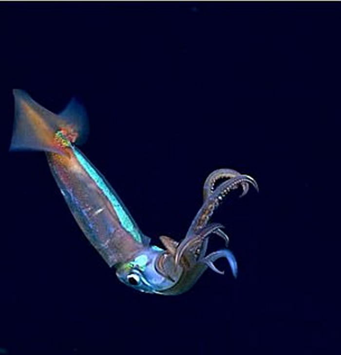 美国NOAA探索墨西哥湾发现“无头”浮游海参