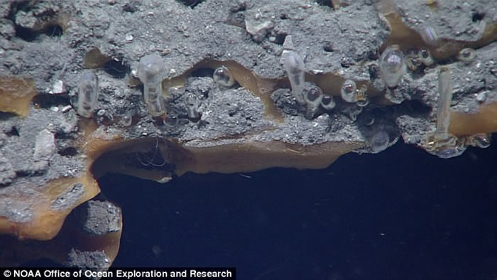 美国NOAA探索墨西哥湾发现“无头”浮游海参