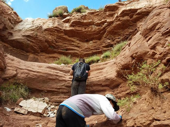 中国地质大学(北京)大一学生在西藏发现中生代“韩国鸟”足迹化石