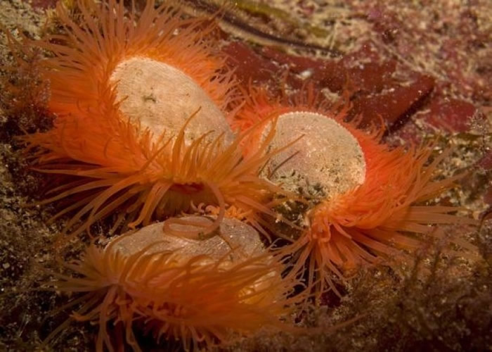 ���׺��׵Ļ��汴�����൱���ˡ�