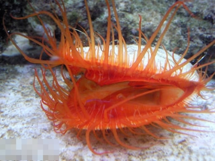 ���汴���Ը�������Ϊ��ʳ��