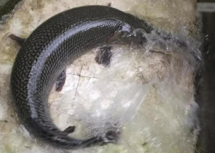 ��ȸ�����ڶ�β�Ͳ�ͣ������